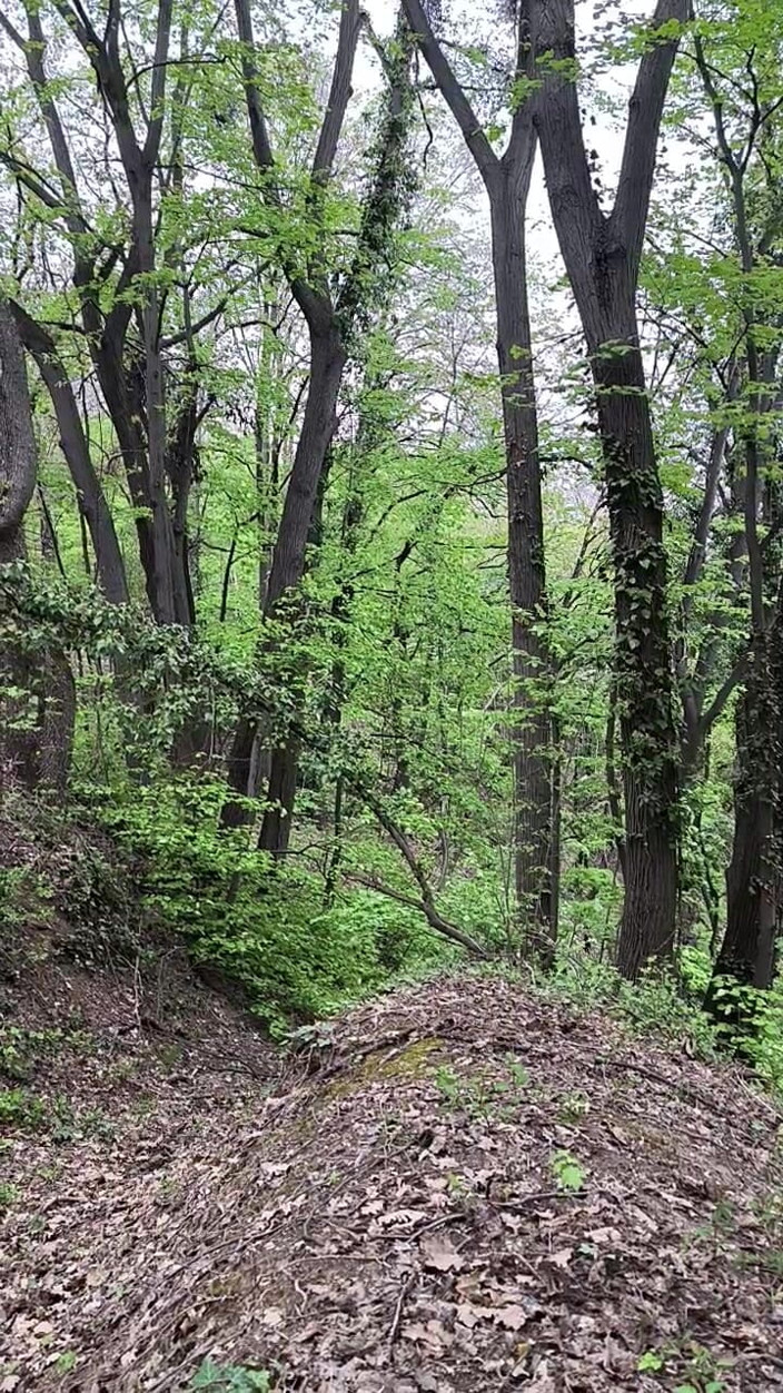 FenekManul: Caminata poco desnuda por el bosque
