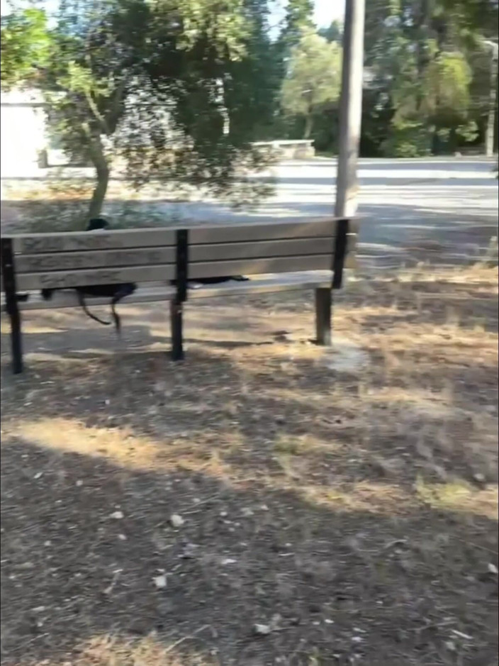 AmateurBoysPissing: Compilação De Rapazes Amadores Mijando Na Rua