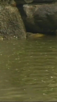 Seks liar dan sensual di luar di sungai