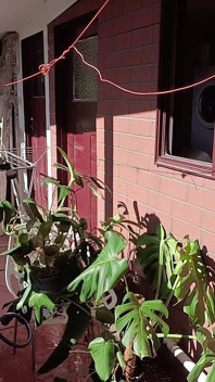 Ibu tiri Berkebun Sfw