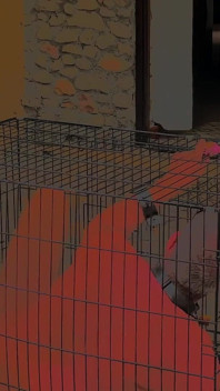 Caged - The chronicles of a life at her feet