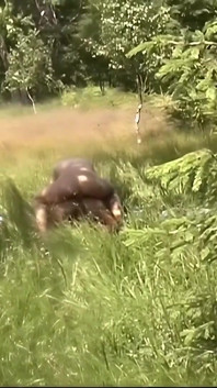 Spring Makes Us All Horny Part #3 - Fully Remastered in HD