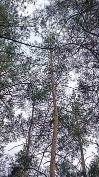 Nossa terceira namorada fica assistindo no parque para que ninguém nos pegue fazendo sexo