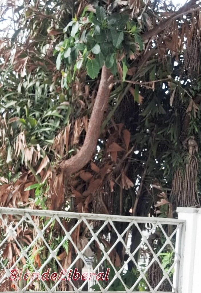 BlondeLiberal: Saya dan Dai Belan, hampir telanjang, membasuh balkoni apartmen dan...