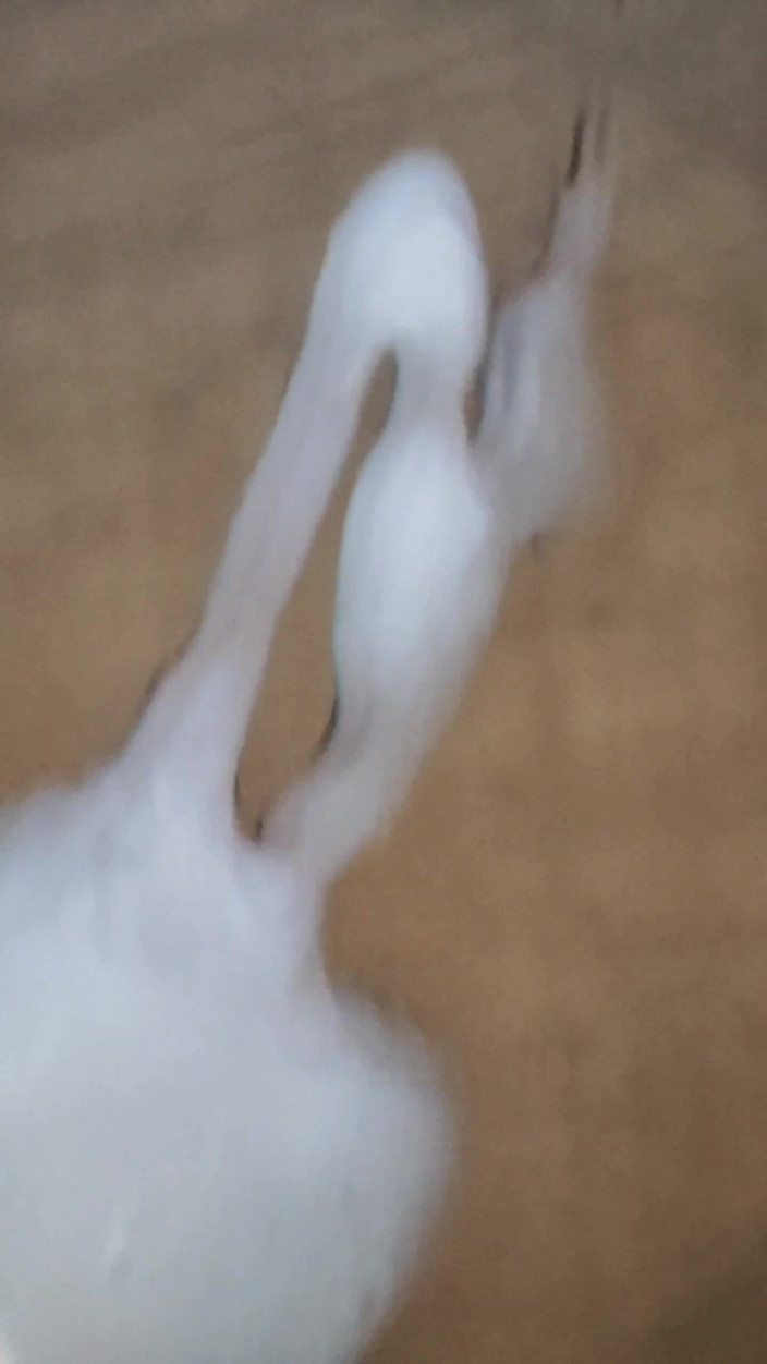 LolaCD: S002 - Femboy Cumshot no Mirror and Eats It