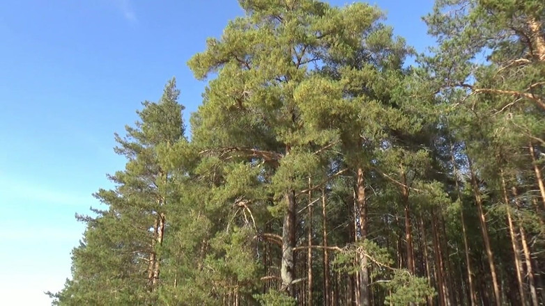 RedRoseRus: Mesh Gövde Çorapı