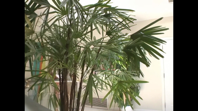 Lexinghton - Full HD: 那个妓女和所有人都上床