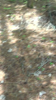 Syrian Refugee Sex in Park