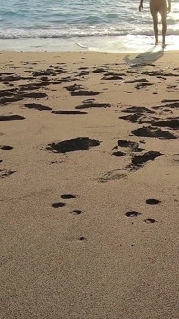 Paja en la playa: la belleza en bikini lo hace recibir una gran corrida en la playa