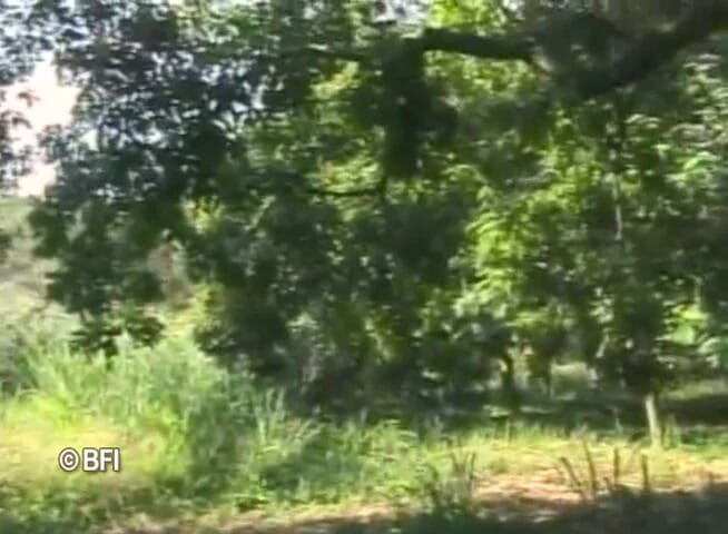 Trans Desire Underground: Brasil trans pasión 10