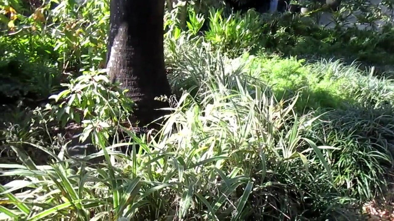 Mr hairy gardener: ガーデンツアー パート1