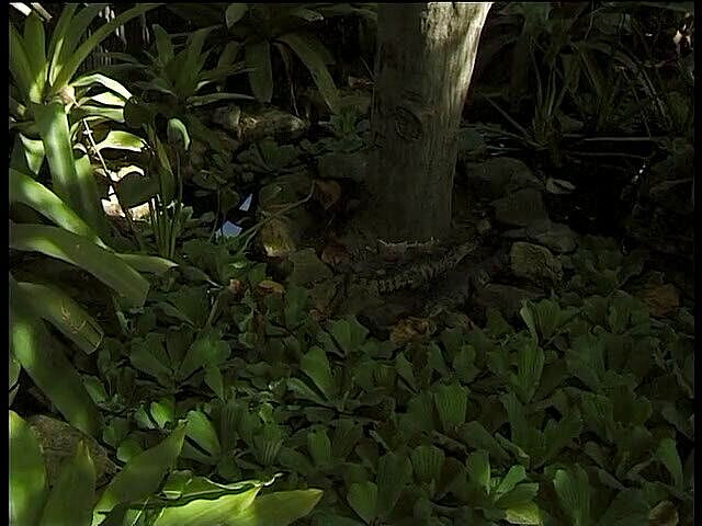 Lucky Cooch: Awek eboni berseronok di kolam dengan kekasihnya