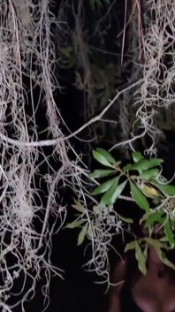 Florida swamp sex magic witch Annabelle-Rogers.