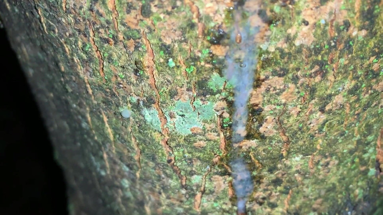 Idmir Sugary: Stříkání na strom a zblízka podívejte se na moji čerstvou nálož