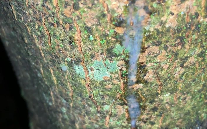 Idmir Sugary: Ejaculação em uma árvore e close-up look em minha carga fresca