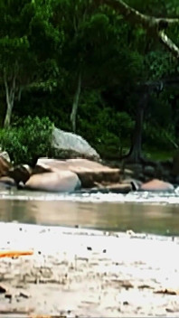 This Brown Hole Loves the Tropical Islands