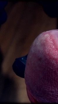 CBT I Fuck His Dick in Close up