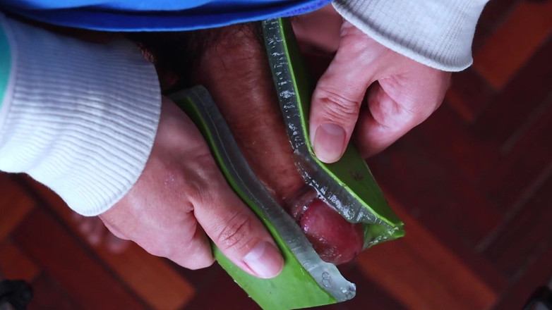 MGEc21: アロエベラをフレッシュライトとして使う