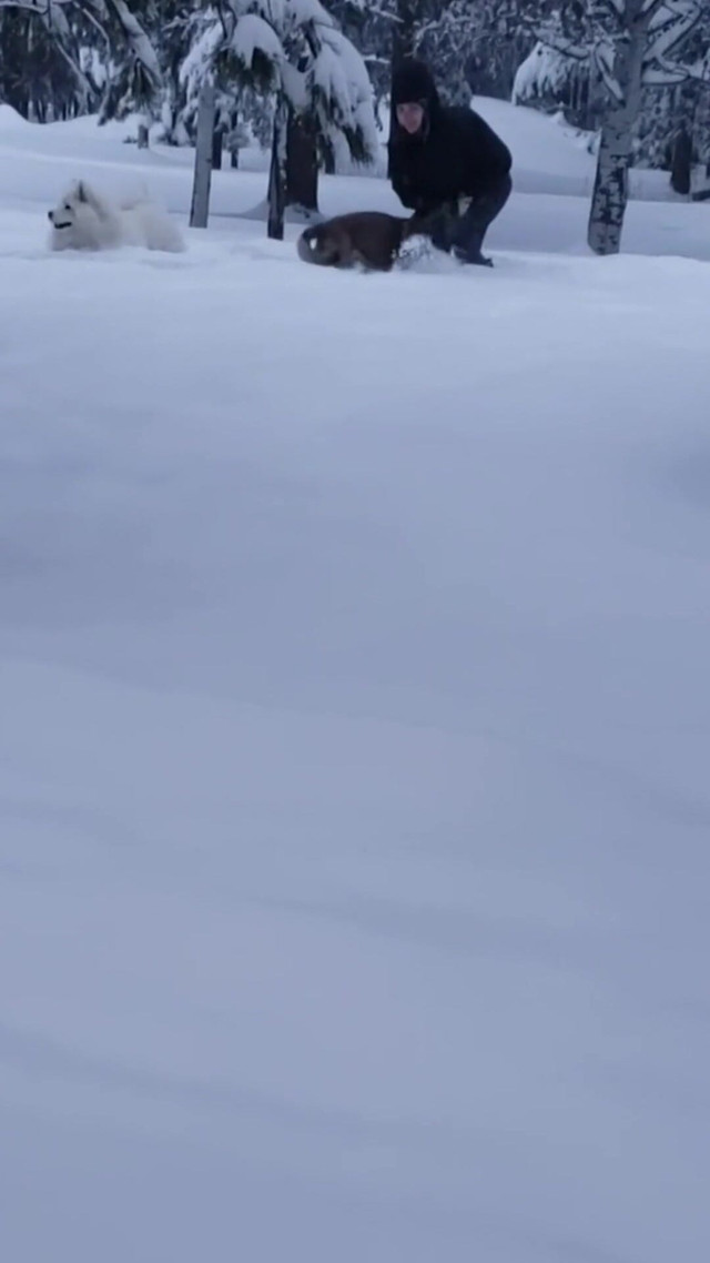 What Do You Do When It Snows (Demo Wylde)