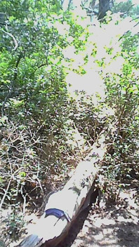 Vamos fazer sexo na floresta à beira-mar - parte 1