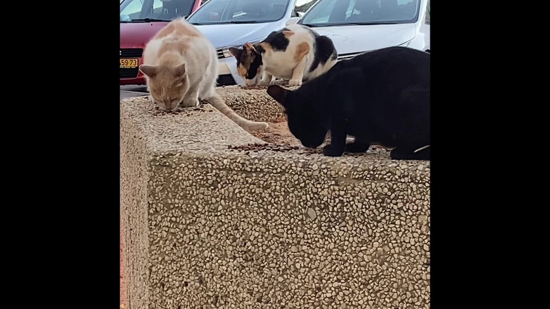 Alex Igogo: 알렉스 아트