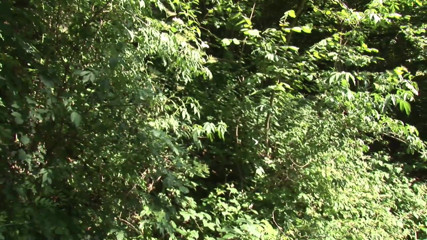 Real Home Made: A teen takes a walk in the woods and gets...