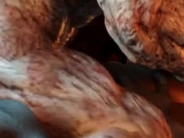 The cock of evil V. (Taylor Breeder)