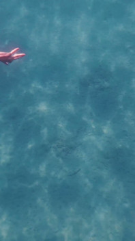 Schwimmen, Sonne Und Ein Unerwarteter Orgasmus Mitten Im Meer