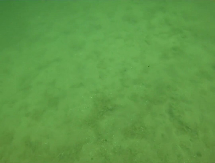 Linostrami: Natación