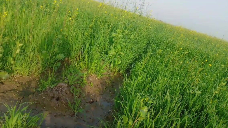 Abida pavreen: Tôi bắt đầu đụ đít cô ấy trên cánh đồng, ai đó sẽ đến từ trên cao...