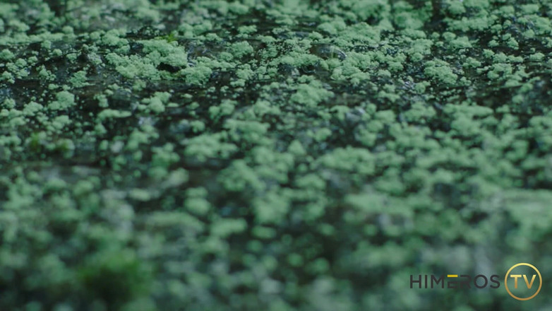 Himeros.tv: Caveman-sex