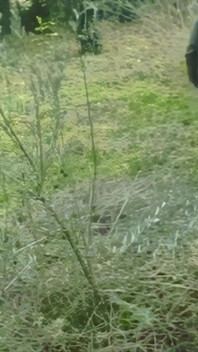 Pesta dubur di dalam hutan