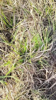 Pișare în aer liber