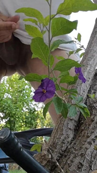 Watch Me Jerking off Outdoors While Hiding Behind a Tree