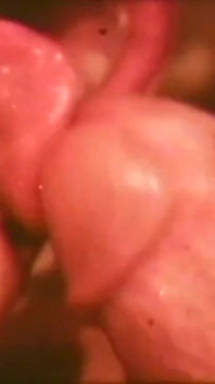 Sex besattheter - restyling film i full HD -version