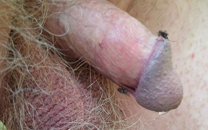 Very small cock: БДСМ-комарі вжаляють крихітний член
