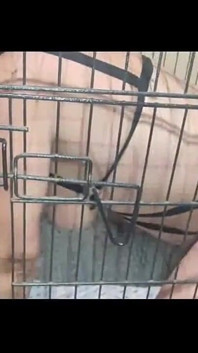 Mostrando uno schiavo