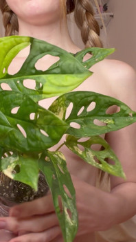 Nude Plant Haul