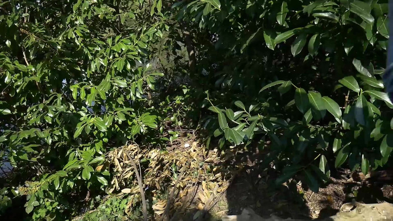 CumslutJayne: Muie în parc cu plimbare cu spermă