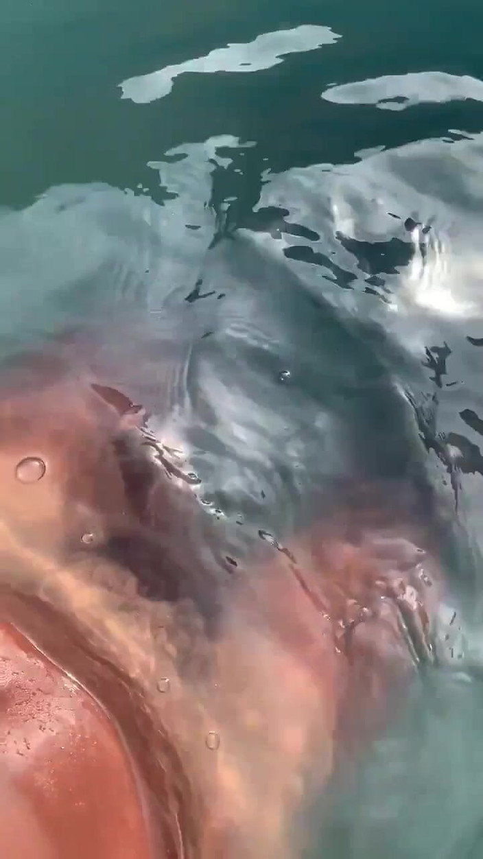 Vida Noite: Mendengar Audio Yang Melancap Di Kolam Dan Melancap