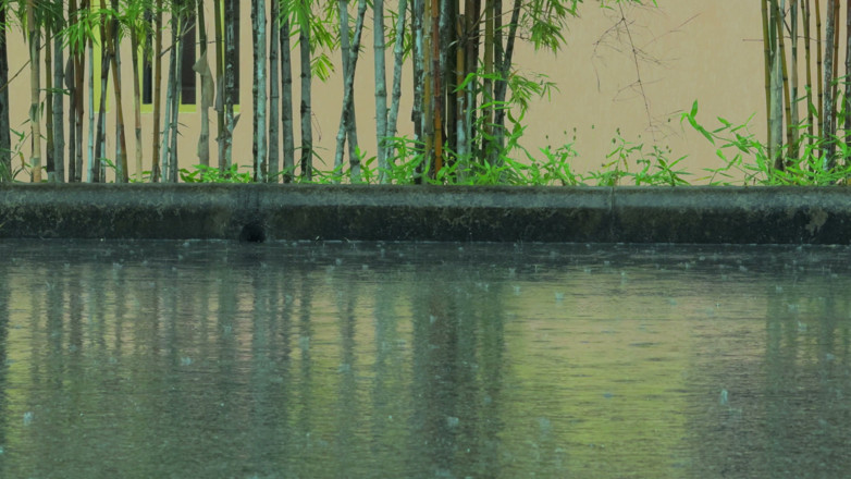 WildLonelyFlower: Bare Legs in the Rain