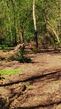 Королева Кайлі з Блакитних дзвіночків