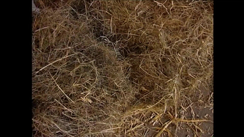 MCG EMPIRE TV - our best full movie: ポーキー Vol.4