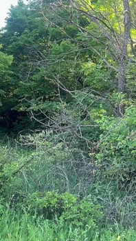 Dubur di dalam hutan 3