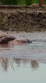 Bagno di fango in una fossa di sabbia con fango profondo, cremoso e marrone.