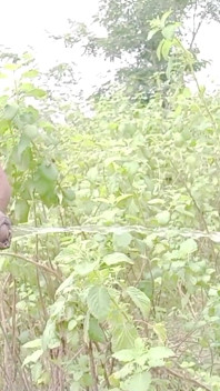 Rajesh Playboy 993 trois vidéos de pisse en plein air. Dehors dans la forêt, jungle, près du lac, sur rock hill