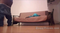 DoggVision: Доставщик пиццы без презерватива, кримпай для пумы с большой жопой