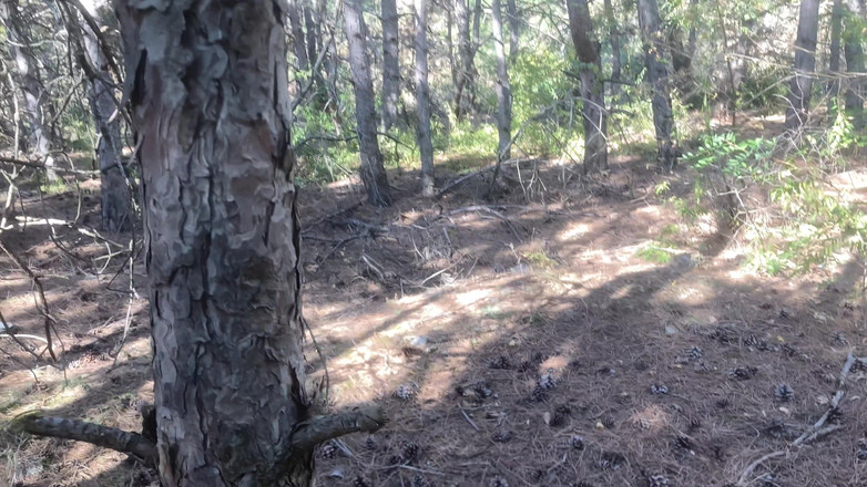 Risky Hairy Couple: Nettes tätowiertes mädchen gefunden, das fahrrad im wald reitet und...