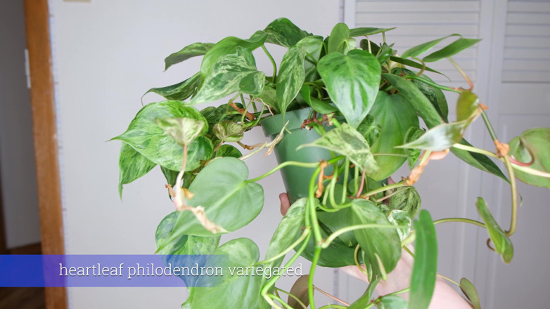 Destination Kat: Plante din iulie