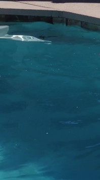 Johnny recibe una agradable sorpresa al encontrar a la amiga de su esposa flaca en su piscina